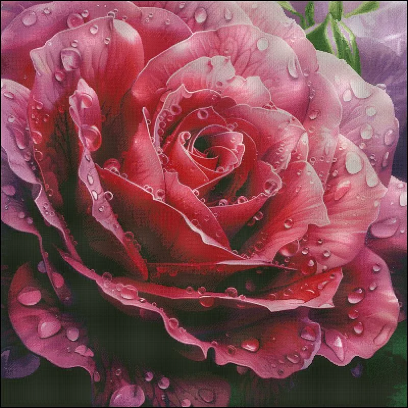 طقم تطريز مسبق الطباعة 14CT 16 - مراجعة Embroidery Rose وسعره